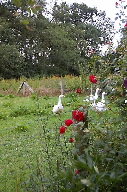Garten Simon Wilhelmshaven-Breddewarden - Het Tuinpad Op / In Nachbars Garten