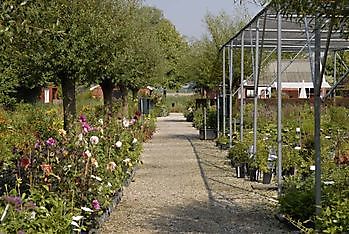 Eenrum: Blumenzwiebeln und Fruchtgehölze - Het Tuinpad Op / In Nachbars Garten