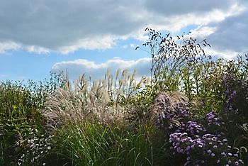 Vriescheloo: Gräsertage - Het Tuinpad Op / In Nachbars Garten