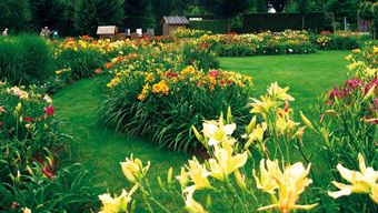 Bad Zwischenahn: Taglilien im Park - mit Versteigerung - Het Tuinpad Op / In Nachbars Garten