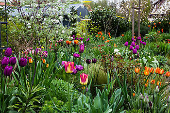 Aurich-Wiesens: Tulpenfeuerwerk - Het Tuinpad Op / In Nachbars Garten