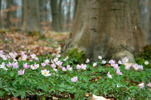 Leer: Frühblüher im Evenburg-Park - Het Tuinpad Op / In Nachbars Garten