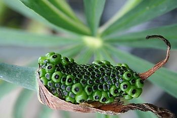 Meeden: Seltene-Pflanzen-Tage - Het Tuinpad Op / In Nachbars Garten