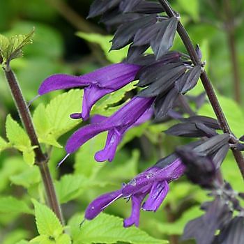 Meeden: Hochsommerpflanzenmarkt / Salvia- und Echinaceatage - Het Tuinpad Op / In Nachbars Garten