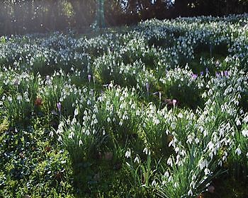 Schneeglöckchensonntage Blumenzwiebelrundreise in Groningen - Het Tuinpad Op / In Nachbars Garten