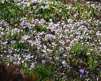 Krokussonntag Blumenzwiebelrundreise in Groningen - Het Tuinpad Op / In Nachbars Garten