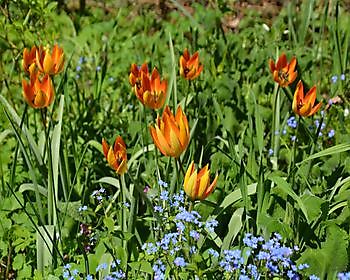 Blumenzwiebelrundreise in Groningen - Het Tuinpad Op / In Nachbars Garten