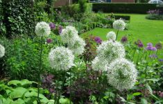 Midden-Groningen Offene Gärten Estafette Groei & Bloei - Het Tuinpad Op / In Nachbars Garten