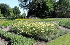 Groningen Offene Gärten Estafette Groei & Bloei - Het Tuinpad Op / In Nachbars Garten