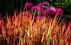 Appingedam/Delfzijl Offene Gärten Estafette Groei & Bloei - Het Tuinpad Op / In Nachbars Garten