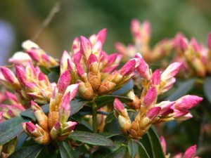 Eenrum, Duft- und Farbenfest - Het Tuinpad Op / In Nachbars Garten