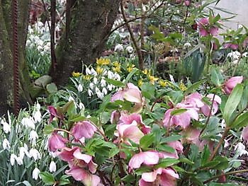 Bockhorn-Ellenserdamm: Der versteckte Garten am Jadebusen lädt zur Schneeglöckchenblüte ein - Het Tuinpad Op / In Nachbars Garten