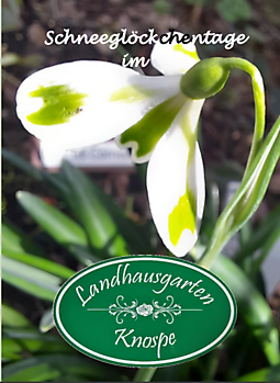 Aurich-Wiesens: Schneeglöckchentage im Landhausgarten Knospe - Het Tuinpad Op / In Nachbars Garten