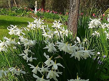 Aurich-Wiesens: Kamelien- und Narzissenblüte im Landhausgarten Knospe - Het Tuinpad Op / In Nachbars Garten