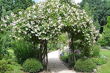 Aurich-Wiesens: Sommerblüte im Landhausgarten Knospe - Het Tuinpad Op / In Nachbars Garten