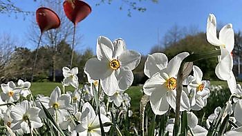 Bad Zwischenahn-Rostrup: Frühlingsboten im Park - Het Tuinpad Op / In Nachbars Garten