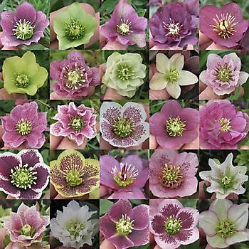 Bockhorn-Ellenserdamm, Friedeburg-Heselerfeld: Helleborusblüte - Het Tuinpad Op / In Nachbars Garten