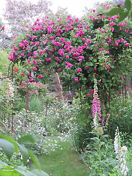 Friedeburg/Heselerfeld: Rosenblüte im Landidyll - Het Tuinpad Op / In Nachbars Garten