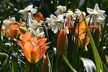 Frühlings-Gartenmarathon 2025 - Het Tuinpad Op / In Nachbars Garten