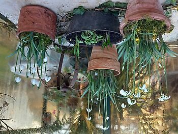 Aurich-Wiesens: Schneeglöckchentage - Het Tuinpad Op / In Nachbars Garten