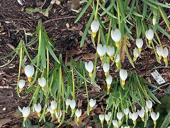 Aurich-Wiesens: Schneeglöckchentage - Het Tuinpad Op / In Nachbars Garten