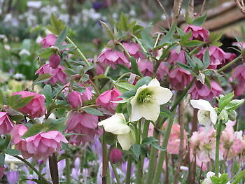 Friedeburg-Heselerfeld: Helleborus-Blüte im Landidyll - Het Tuinpad Op / In Nachbars Garten