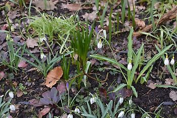 Schneeglöckchensonntag - Het Tuinpad Op / In Nachbars Garten