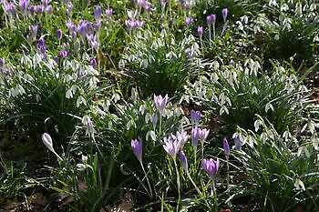 Schneeglöckchen- und Krokussonntag - Het Tuinpad Op / In Nachbars Garten