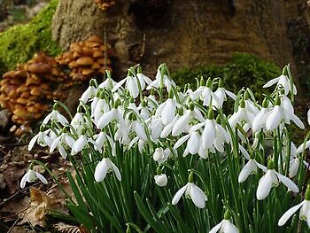 Drei Schneeglöckchensonntage - Het Tuinpad Op / In Nachbars Garten