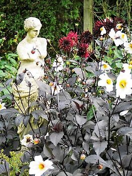 Aurich-Wiesens: Herbstfinale - Het Tuinpad Op / In Nachbars Garten