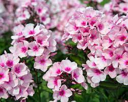 Aurich-Wiesens: Phloxblüte, Hochsommerstauden - Het Tuinpad Op / In Nachbars Garten