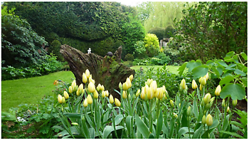 Großefehn: Vielfältige Frühlingsblüte - Het Tuinpad Op / In Nachbars Garten