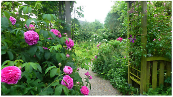 Großefehn: Rosenblüte im Spetzer Tuun - Het Tuinpad Op / In Nachbars Garten