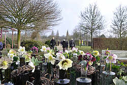 Bad Zwischenahn: Winterblüte im Park (Sonderöffnung) - Het Tuinpad Op / In Nachbars Garten