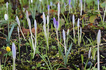Stinzen-Pflanzen Rundgang in Domies Toen - Het Tuinpad Op / In Nachbars Garten