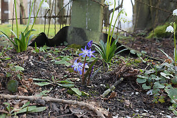 Stinzenplantenrondwandeling in Domies Toen - Het Tuinpad Op / In Nachbars Garten