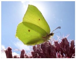 Altjührden: Gartentraum in Altjührden - Het Tuinpad Op / In Nachbars Garten