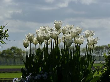  - Het Tuinpad Op / In Nachbars Garten