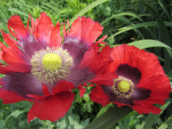 10 jaar open tuin bij Jan Wilde een Tuin - Het Tuinpad Op / In Nachbars Garten