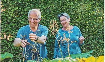 Gelukkig met een schaduwtuin - Het Tuinpad Op / In Nachbars Garten