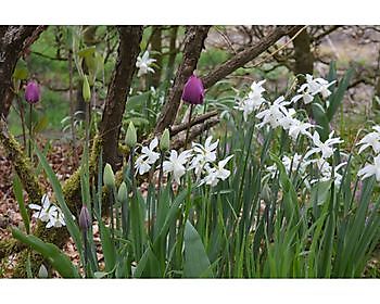  - Het Tuinpad Op / In Nachbars Garten