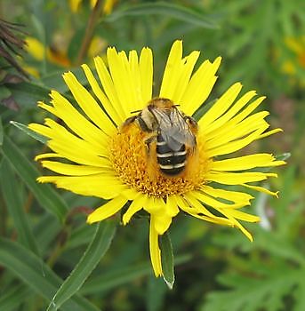  - Het Tuinpad Op / In Nachbars Garten