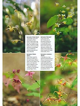 Epimediums - Het Tuinpad Op / In Nachbars Garten