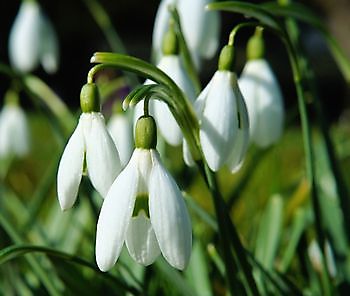  - Het Tuinpad Op / In Nachbars Garten