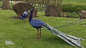  - Het Tuinpad Op / In Nachbars Garten