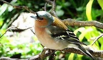 Opa hat 'nen Vogel - Het Tuinpad Op / In Nachbars Garten