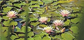 Schwimmteich in der Größe XXL - Het Tuinpad Op / In Nachbars Garten