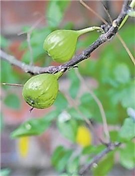  - Het Tuinpad Op / In Nachbars Garten