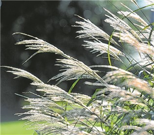  - Het Tuinpad Op / In Nachbars Garten