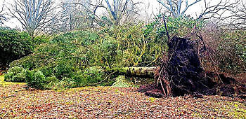 Sturmschäden im Schlosspark Lütetsburg - Het Tuinpad Op / In Nachbars Garten